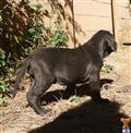 Fila Brasileiro